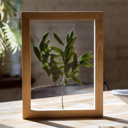 Herbier sous plexiglass transparent